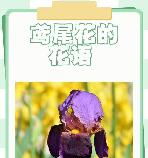 花语的真正含义是什么？