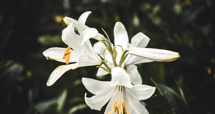 摘除百合花蕊有何意义？