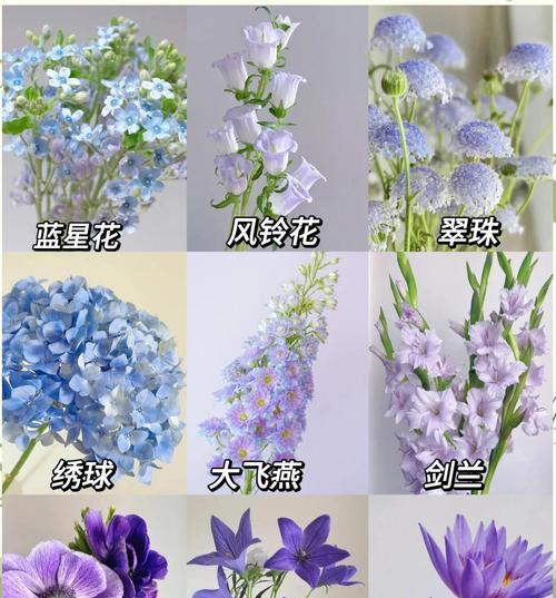 蓝色紫色百合花的象征意义是什么？