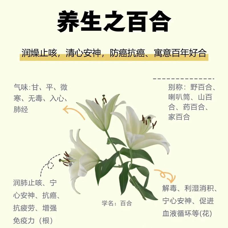 送3支百合花代表的花语是什么？