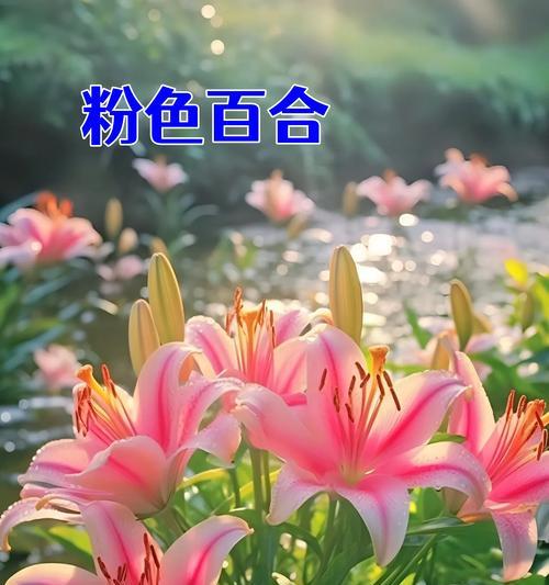 送3支百合花代表的花语是什么？