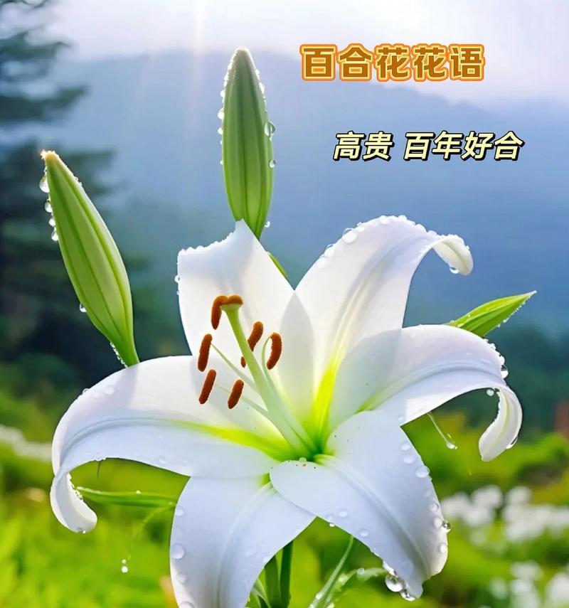 名人送百合花束代表什么含义？