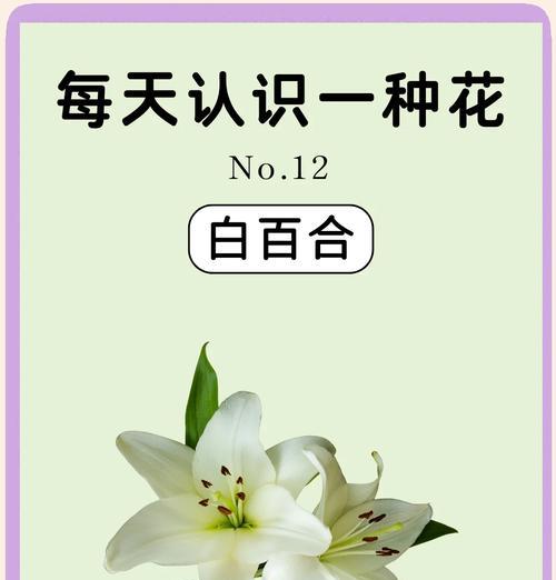 哪种花象征永恒？如何用花表达长久的爱？