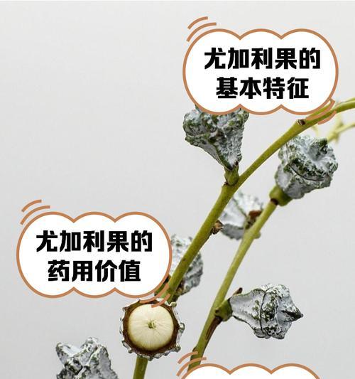 尤加利的花语有何寓意？