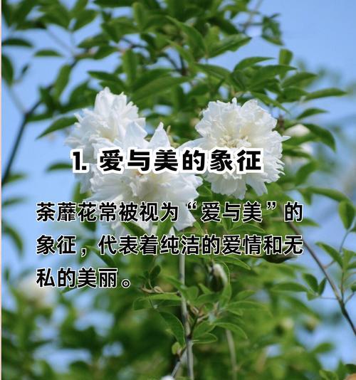 哪种花的花语是夸赞美丽？它代表了怎样的情感？