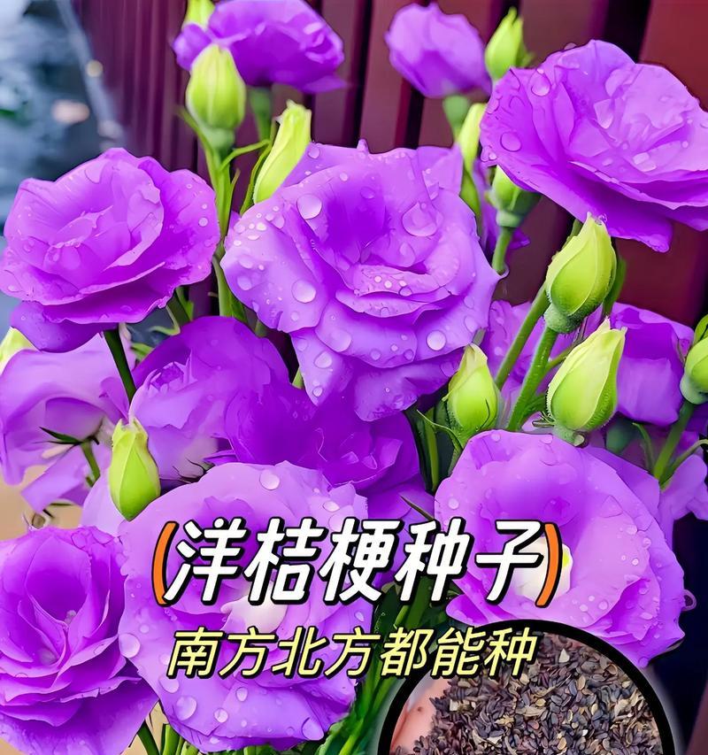 白桔梗和紫罗兰的花语分别是什么？它们的花语有何不同？