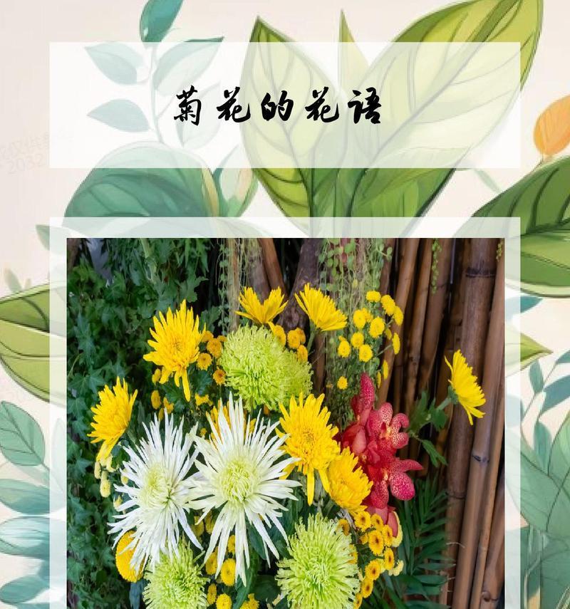 菊花的花语有哪些？菊花在不同文化中的意义是什么？