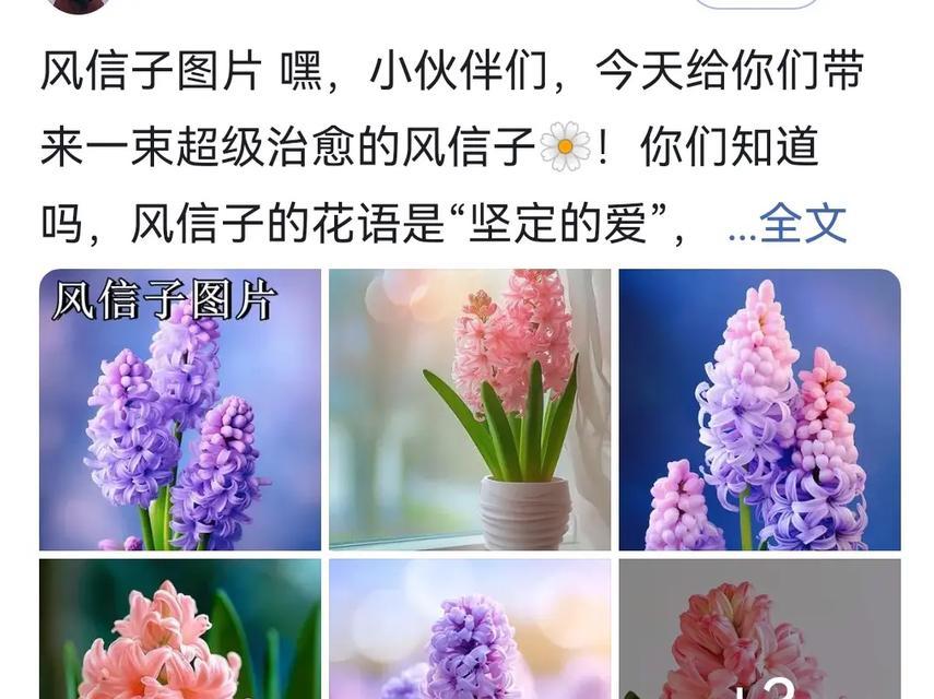 风信子花语背后的梗是什么？