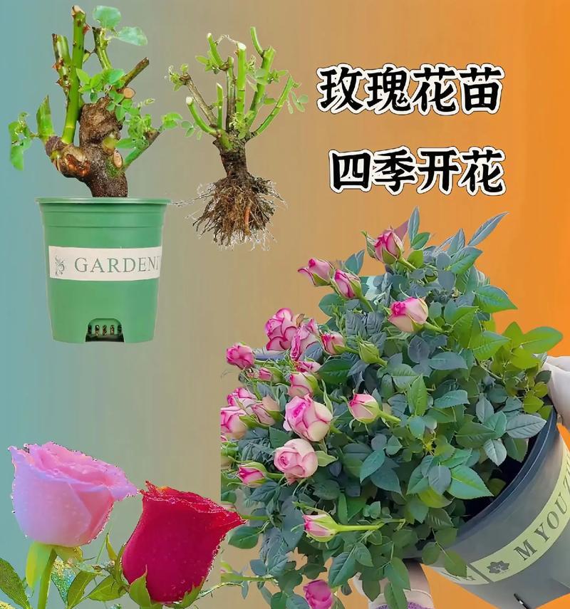 玫瑰花杆插栽种的正确步骤是什么？