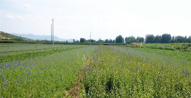 滇红仙人掌种植片的正确种植方法是什么？种植后多久能发芽？