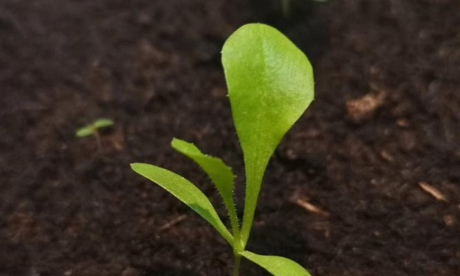 滇红仙人掌种植片的正确种植方法是什么？种植后多久能发芽？