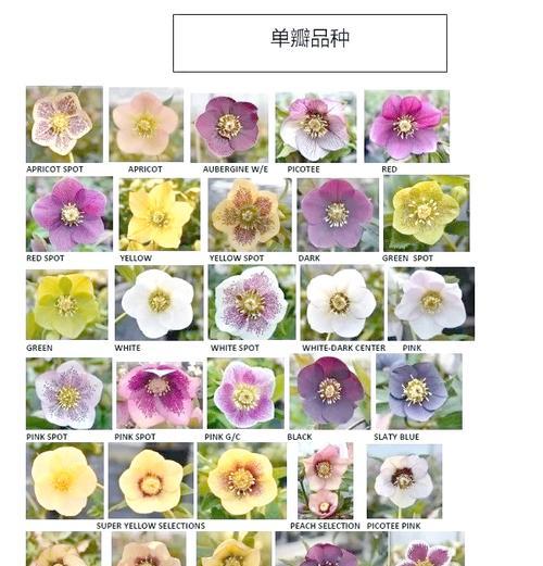 哪些玫瑰花品种具有独特特点？如何选择？